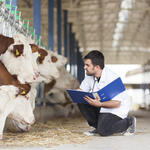 Tierarzt und Kühe, Sanfte Medizin für gesunde Tiere © ellisia - stock.adobe.com