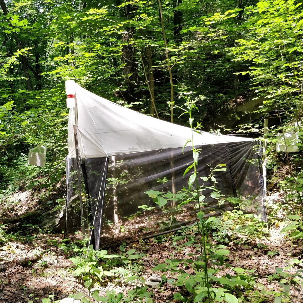 Pavlova_Pilzmücken &copy; Aneliya Pavlova