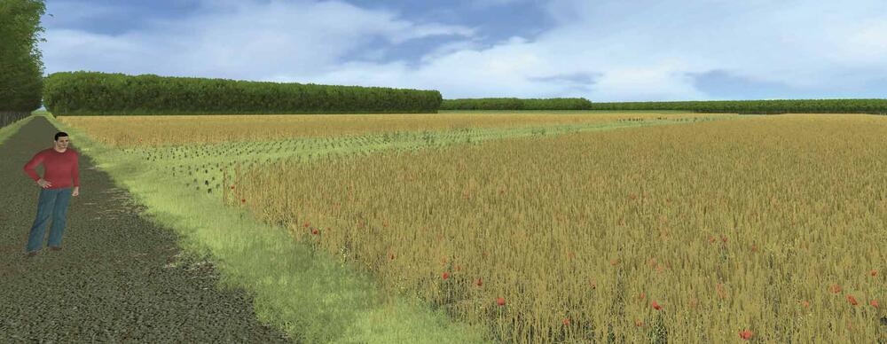 Computersimulation von Landschaften und Vegetation 