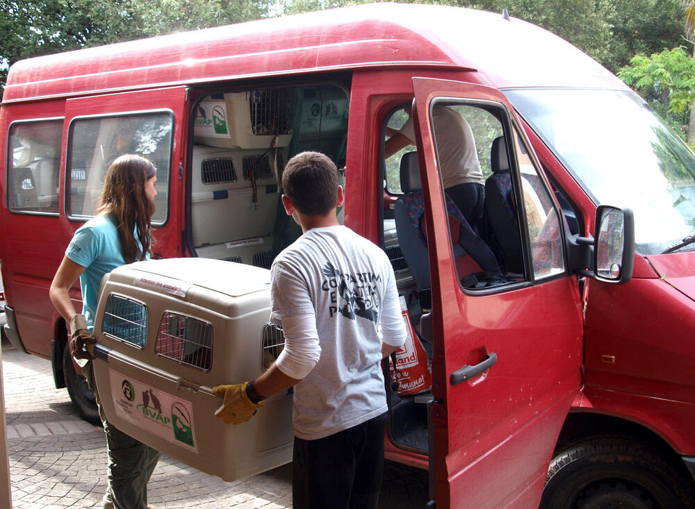 31 Griffon vultures on their way to Bulgaria 