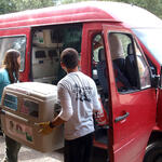 31 Griffon vultures on their way to Bulgaria 