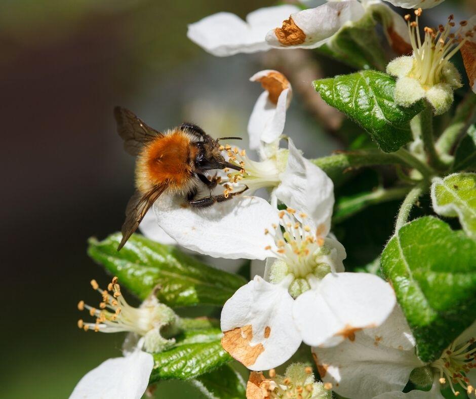 Bestäubendes Insekt auf Apfelblüte dzika_mrowka Getty Images © Dzika Mrowka / Getty Images