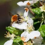 Bestäubendes Insekt auf Apfelblüte dzika_mrowka Getty Images © Dzika Mrowka / Getty Images