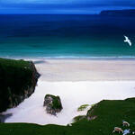 Das Paar von einer Möwe bedroht von Manfred Arntz &copy; Manfred Arntz