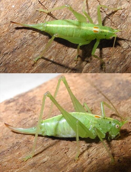 Jugendkongress_Eichenschrecke_Weibchen © Jonathan Neumann/DBU