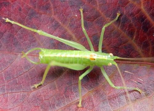 Jugendkongress_ Eichenschrecke_Männchen © Jonathan Neumann/DBU