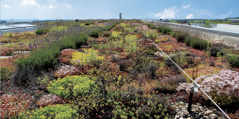 Dachgarten © Deutscher Dachgärtner Verband