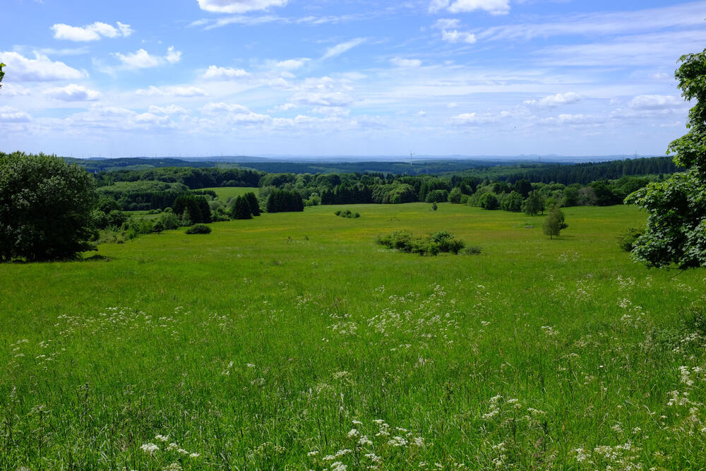DBU-Naturerbefläche Stegskopf © Kathrin Wiener/DBU Naturerbe