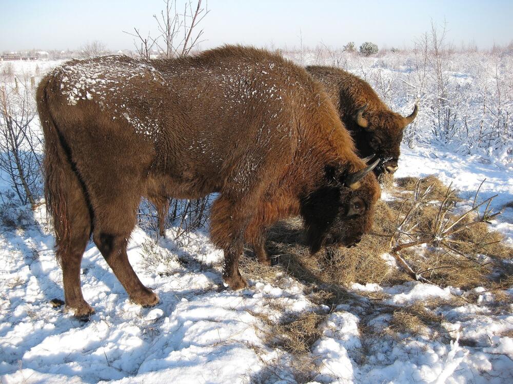 Wisente &copy; Jörg Fürstenow - Heinz-Sielmann-Stiftung