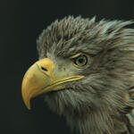 Seeadler © Axel Gebauer