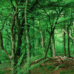 Buchenwald auf DBU-Naturerbefläche Prora © Norbert Rosing