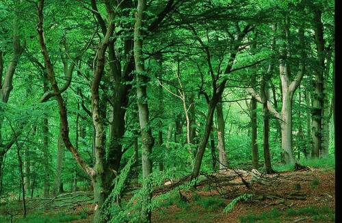 Buchenwald auf DBU-Naturerbefläche Prora © Norbert Rosing