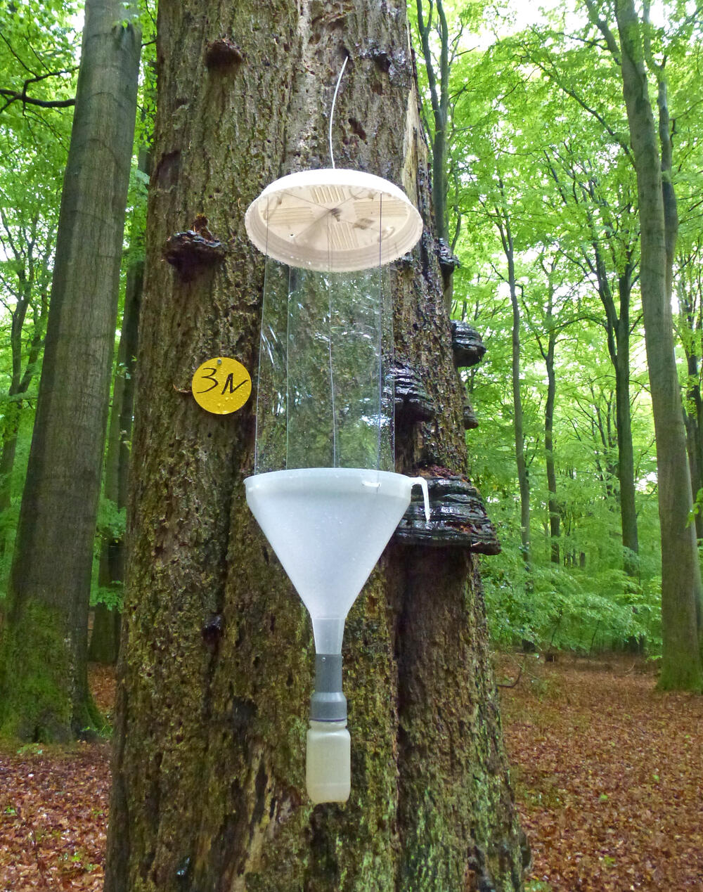 Flugfensterfalle an Totholz © Heike Schneider/DBU Naturerbe