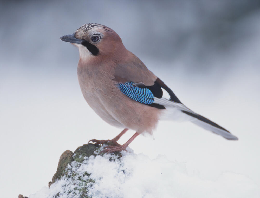 Sehen Sie selbst... © piclease/ Reinhard Siegel