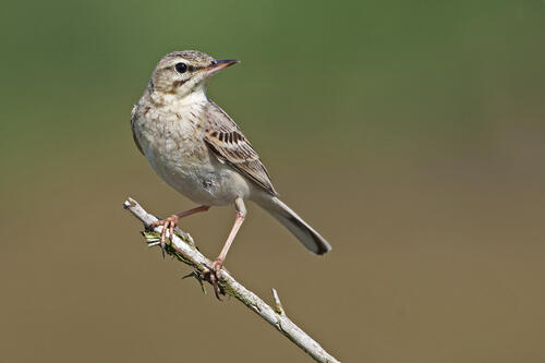 Sehen Sie selbst... © piclease/ Thomas Grunwald
