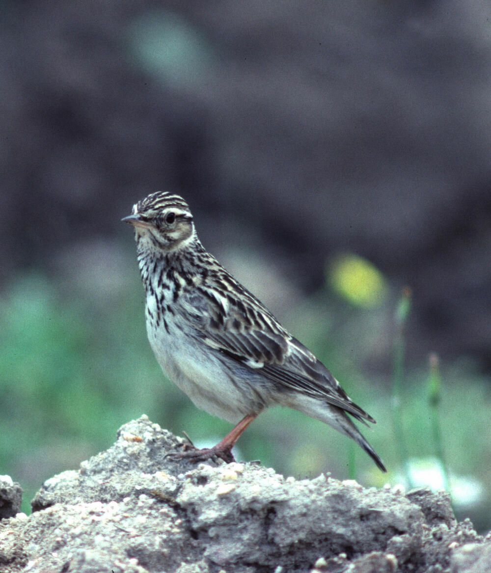 Sehen Sie selbst... © piclease/ Klaus Jäkel