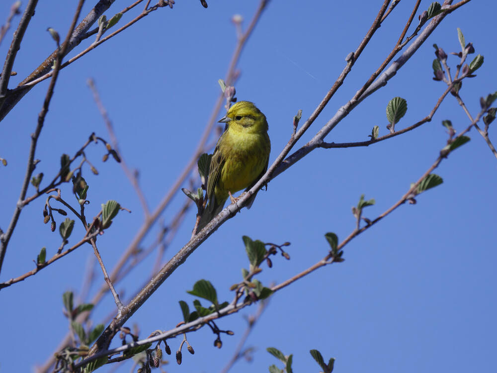 Goldammer auf Ast © Werner Wahmhoff/DBU