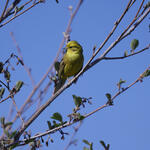 Goldammer auf Ast © Werner Wahmhoff/DBU