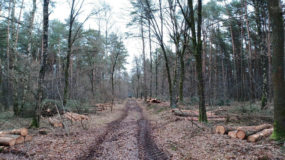DBU Naturerbe Arsbeck © Bundesforst/ Martin Wingertszahn