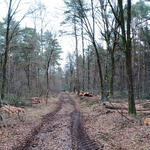 DBU Naturerbe Arsbeck © Bundesforst/ Martin Wingertszahn