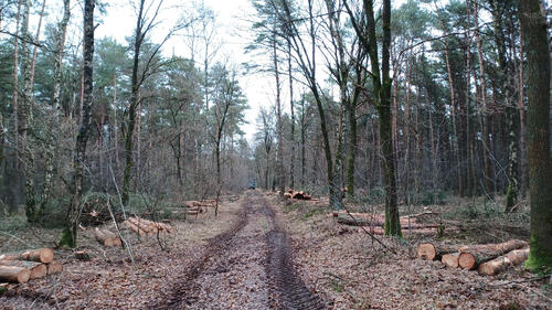 DBU Naturerbe Arsbeck © Bundesforst/ Martin Wingertszahn