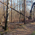 DBU Naturerbe Elmpt © Martin Wingertszahn/Bundesforst