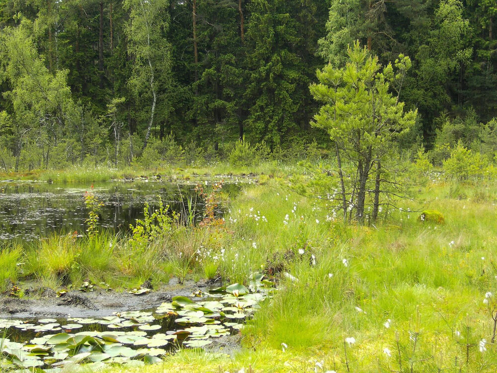 Moorlandschaft 