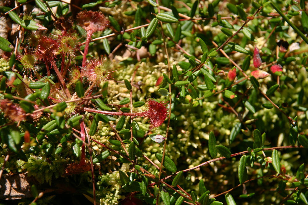 Moosbeere und Sonnentau 