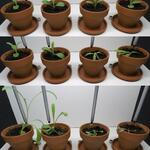 Unkrautbehandlung durch Laser (Laser NUBELA) © Laser Zentrum Hannover e.V.