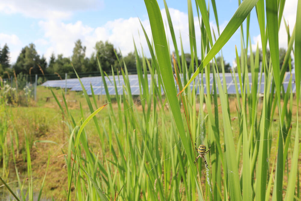 Spinne © Andreas Engl/regionalwerke GmbH & Co. KG