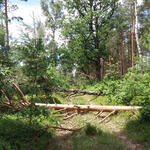 Unwetter DBU-Naturerbefläche Prösa Juni 2017 © Egber Brunn/Bundesforstbetrieb Lausitz