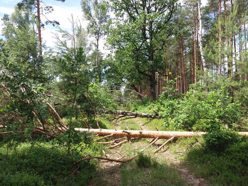 Unwetter DBU-Naturerbefläche Prösa Juni 2017 © Egber Brunn/Bundesforstbetrieb Lausitz
