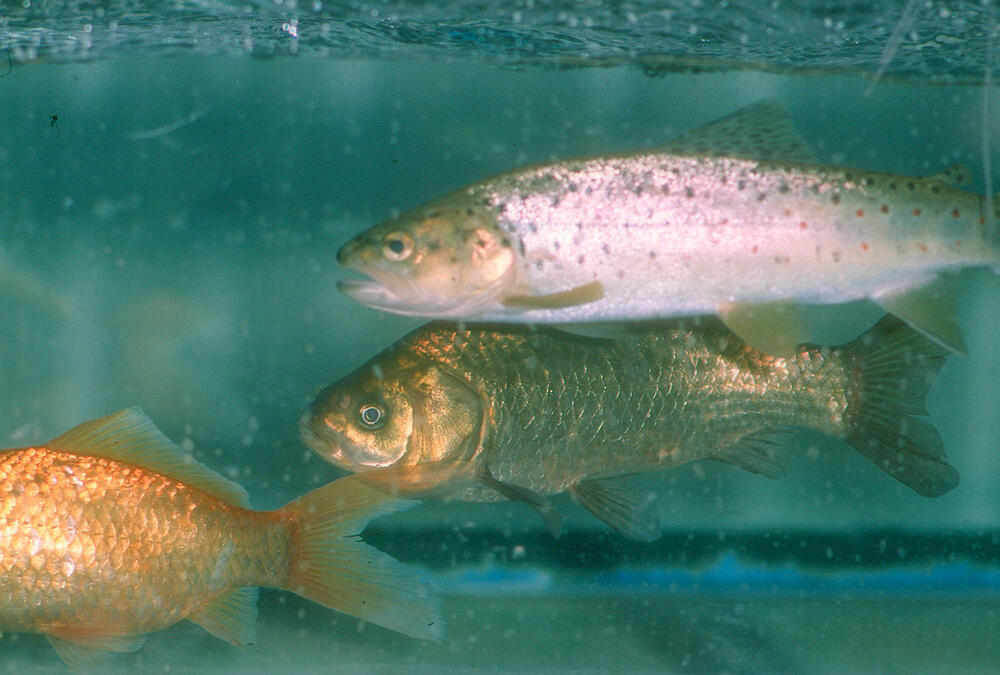 Fische &copy; Dr. Beate Adam