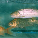 Fische &copy; Dr. Beate Adam