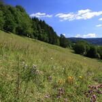 DBU-Naturerbefläche Oschenberg © Markus Trommler