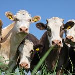 Kühe Mecklenburg-Vorpommern  © Mirko Dreßler/piclease