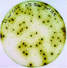 Biokatalytische Herstellung wertvoller Zwischen­produkte 
