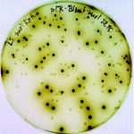 Biokatalytische Herstellung wertvoller Zwischen­produkte 