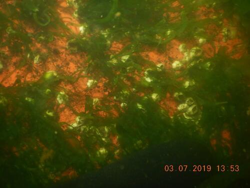 Der Zustand der reinigungsfähigen Beschichtungen auf der „WEGA“ im Juli 2019 vor der erneuten Reinigung (zwei Jahre nach der letzten Reinigung): dichter Bewuchs aus fädigen Grünalgen und vereinzelten Seepocken © DG Diving