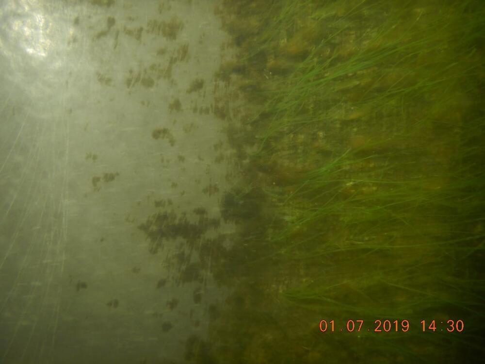 Gereinigte Beschichtung (links) und Bewuchs mit fädigen Grünalgen (rechts) im Bugbereich der „POLARSTERN“ am 1. Juli 2019 © DG Diving
