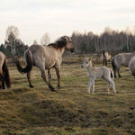 Konik-Pferde auf Oranienburger Heide 