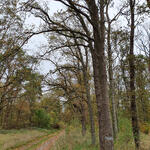 Verkehrssicherung DBU-Naturerbefläche Kellerberge © Sabrina Brumme/DBU Naturerbe