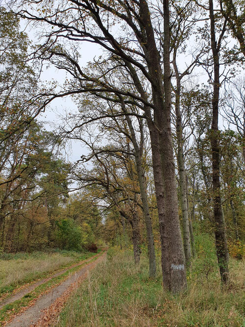 Verkehrssicherung DBU-Naturerbefläche Kellerberge © Sabrina Brumme/DBU Naturerbe