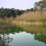 DBU-Naturerbefläche Arsbeck © Werner Wahmhoff/DBU