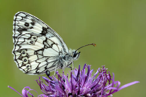 Schachbrett © Thomas Fartmann