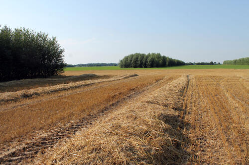 Agroforstwirtschaft &copy; Dr. Christian Böhm/BTU