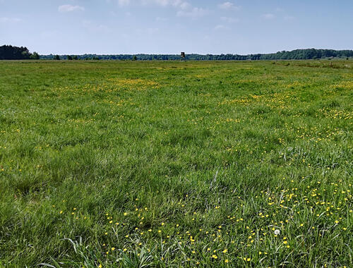 Artenschutz im Grünland &copy; Parastoo Mahdavi