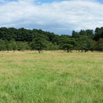 DBU-Naturerbefläche Wahner Heide © Charlotte Seifert/DBU Naturerbe