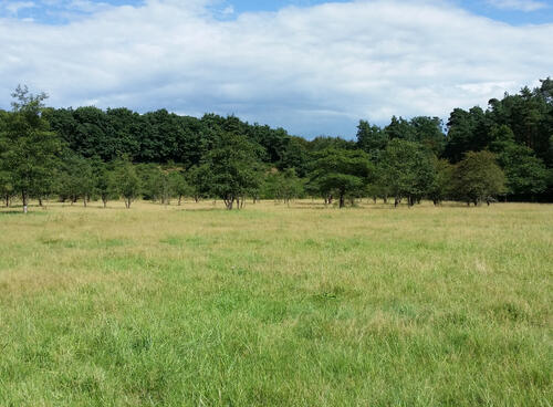 DBU-Naturerbefläche Wahner Heide © Charlotte Seifert/DBU Naturerbe