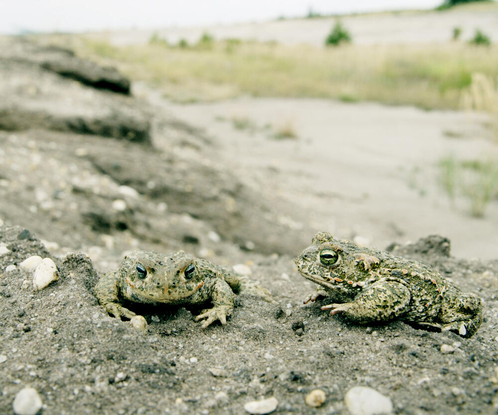 Naturparadies Grünhaus 